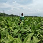 Sojo Ketua Asosiasi Petani Tembakau Indonesia (APTI) Kabupaten Ngawi (fot:dok)