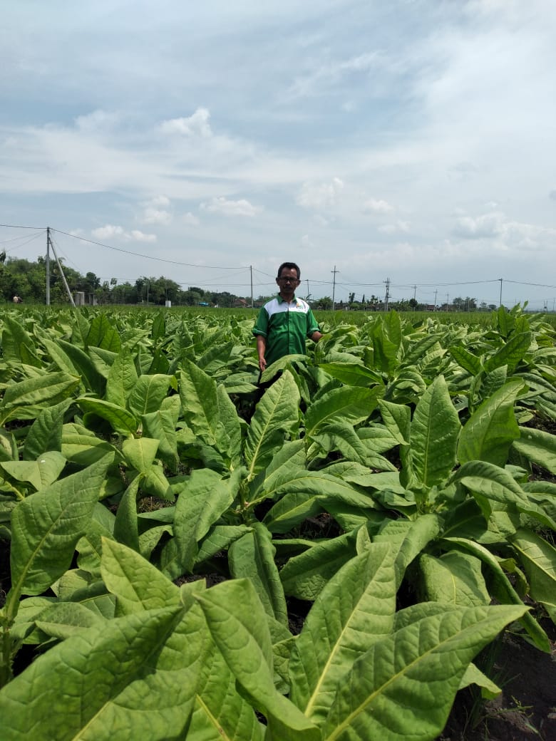 PANEN TEMBAKAU NGAWI DIMULAI, APTI SOROTI HARGA YANG MULAI TURUN